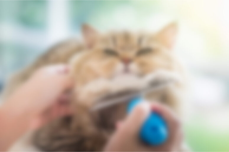 Brushing
