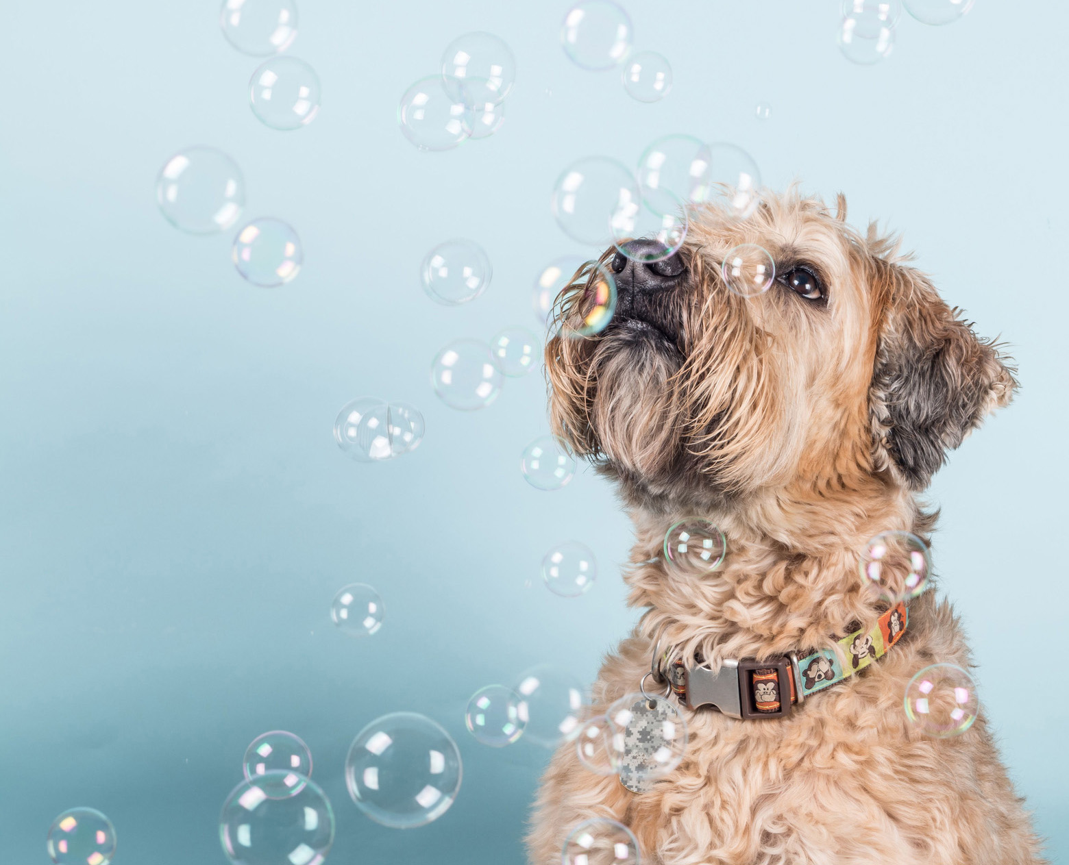 Closeup portrait of beautiful Soft-coated Wheaten Terrier dog with collar looking at soap bubbles on light blue background