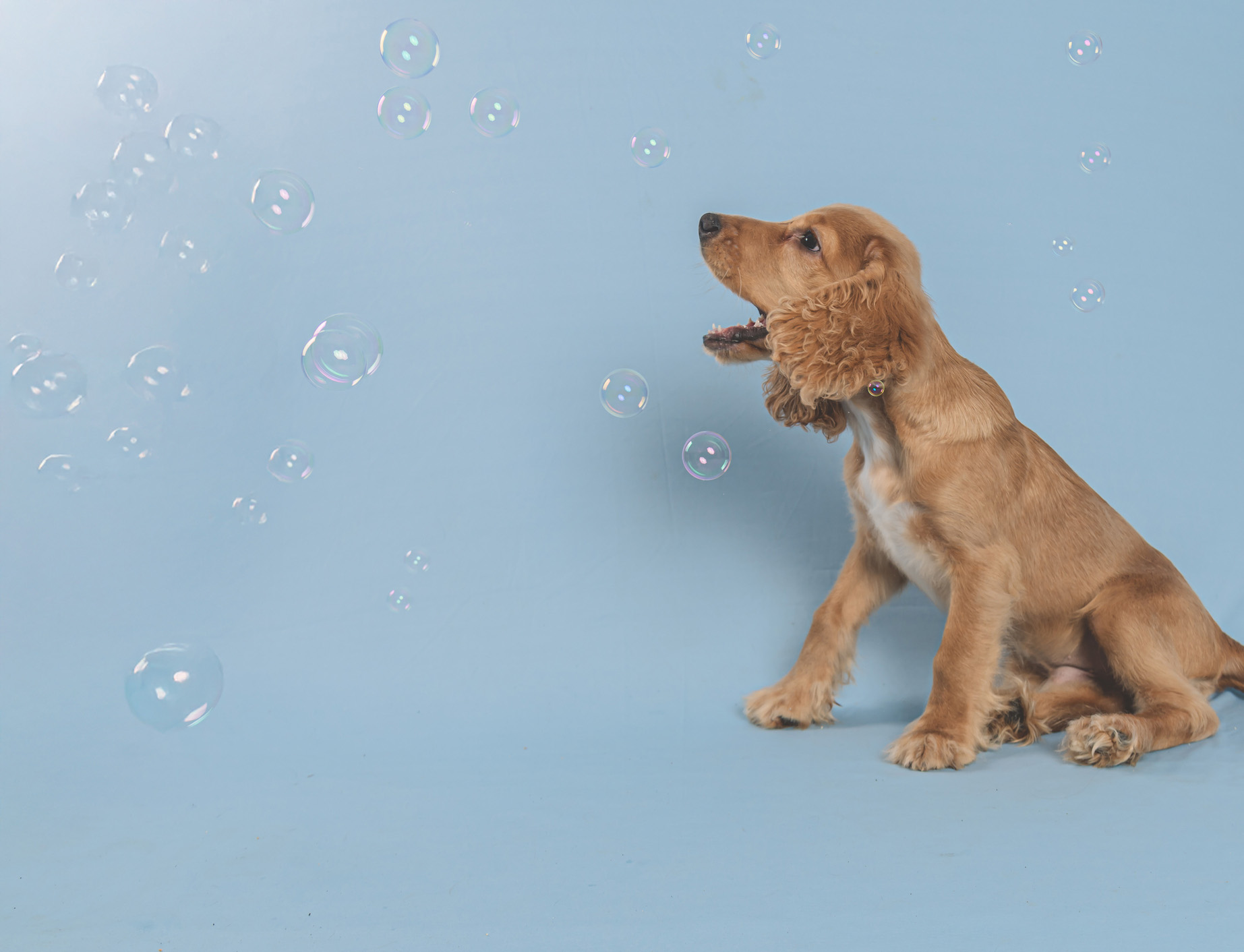 A dog with long, wavy, light brown fur against a light blue background.