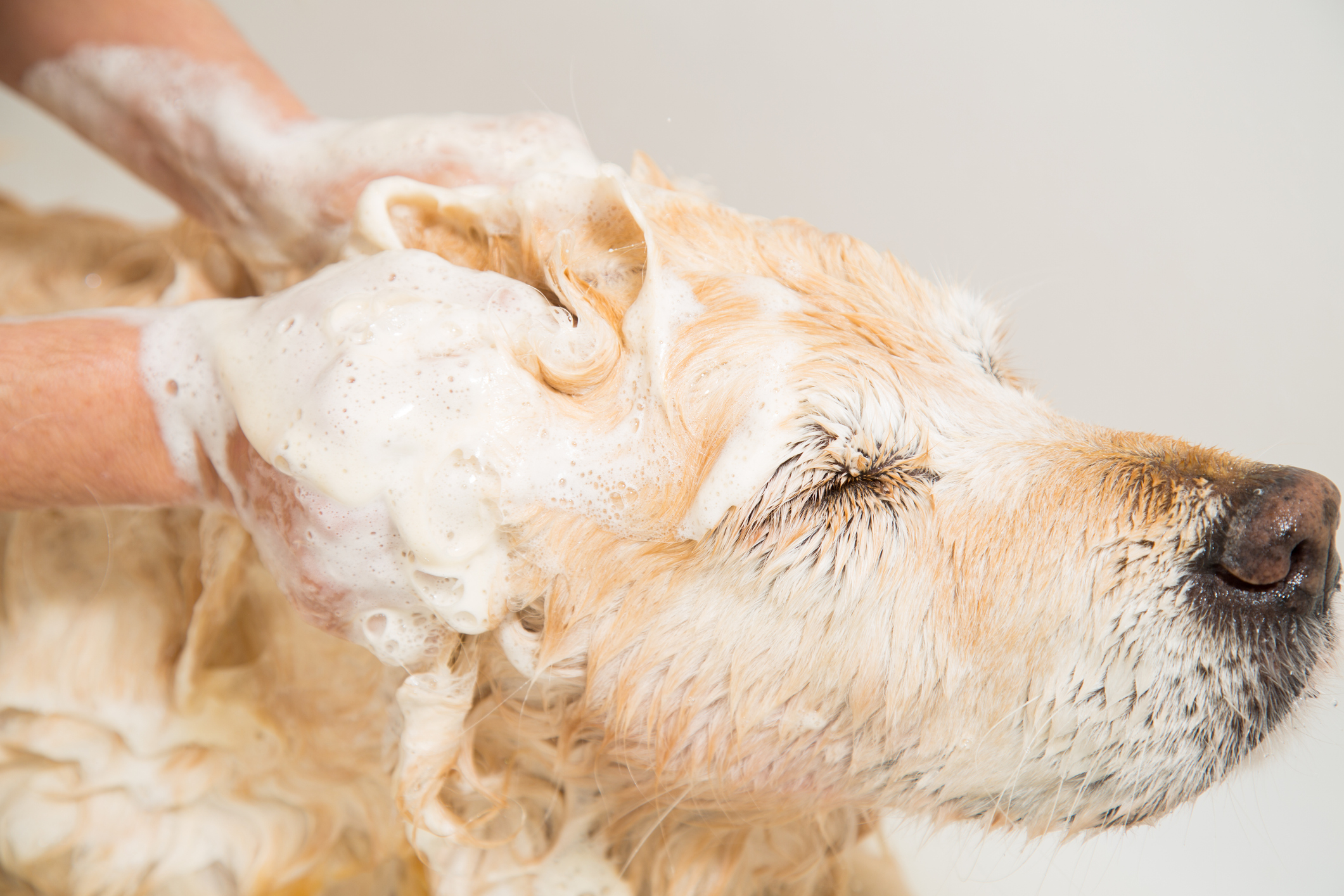 Relaxing bath foam to a Golden Retriever dog