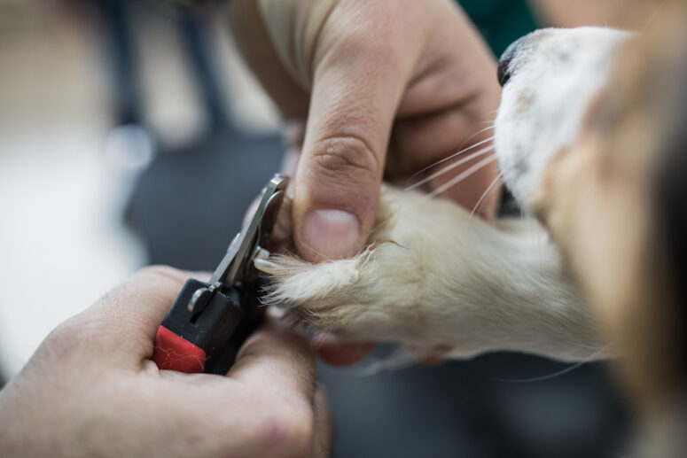 Nail Trim