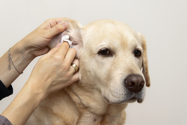 Ear Cleaning