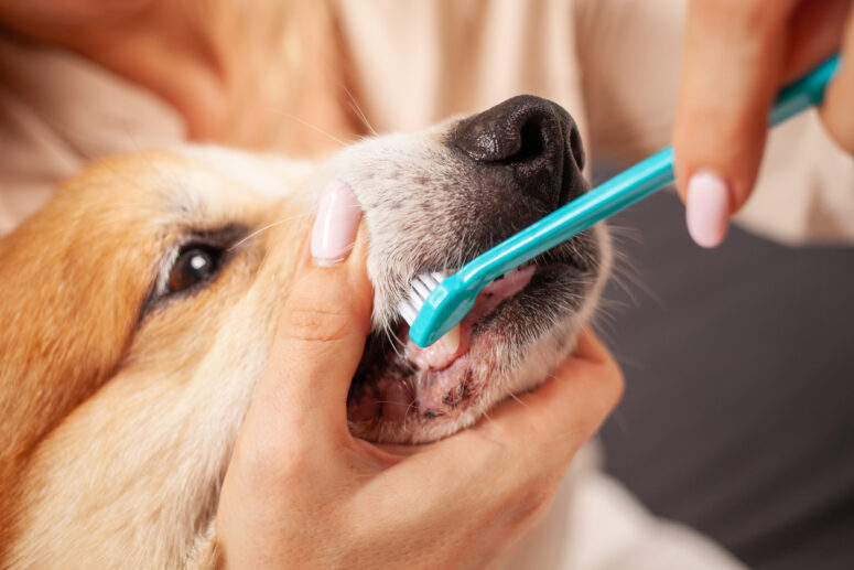 Teeth Brushing