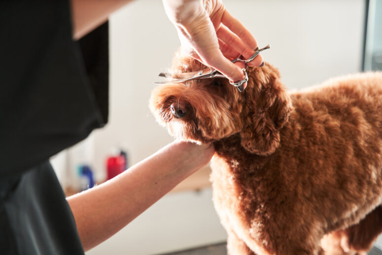 Hair Trim & Cut