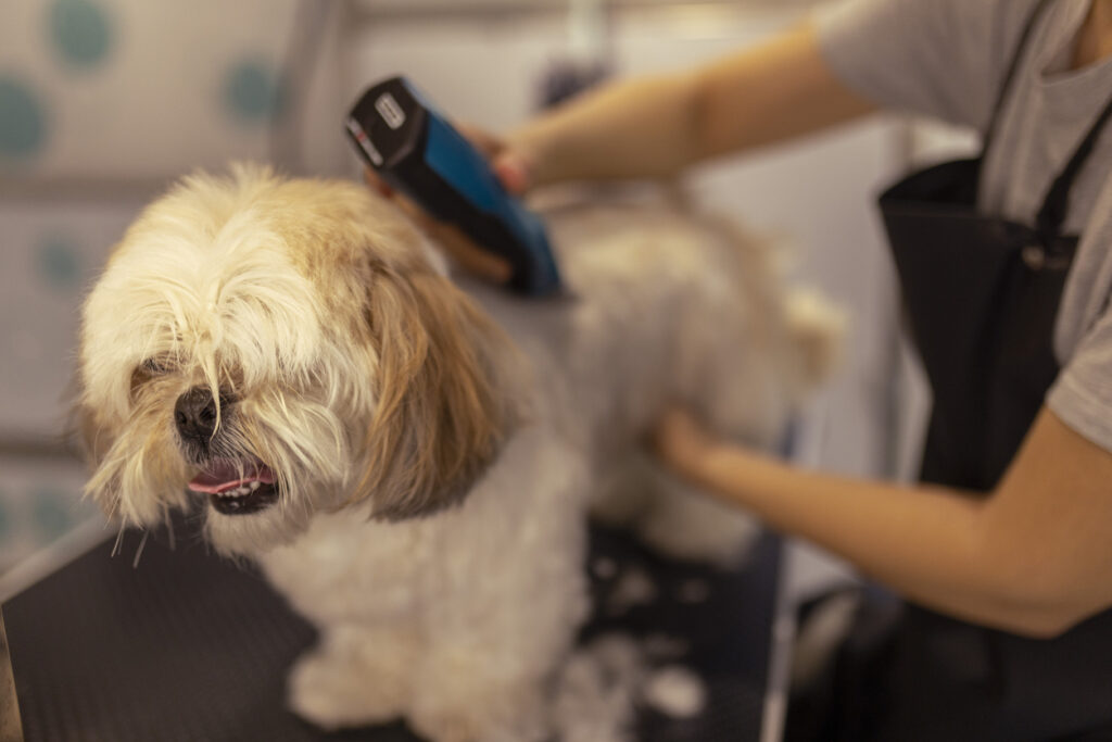 Shih Tzu pup client